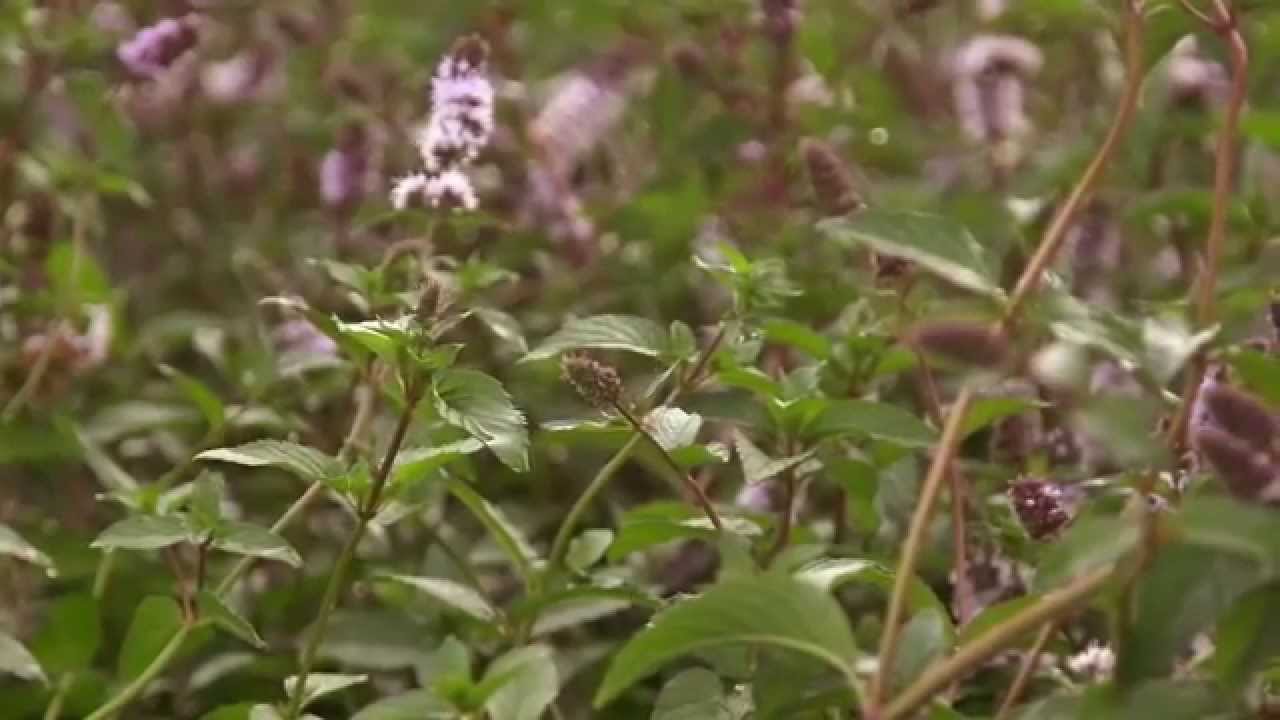 Sourcing doTERRA Peppermint