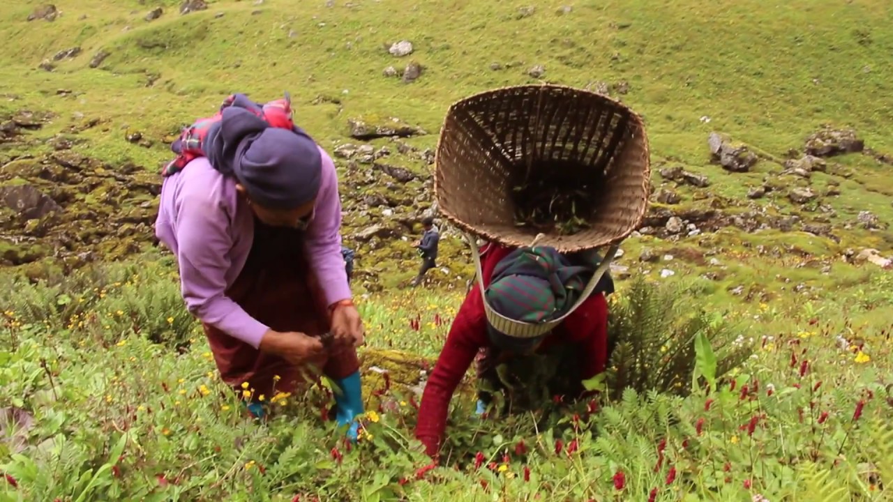 Sourcing Spikenard - Nepal