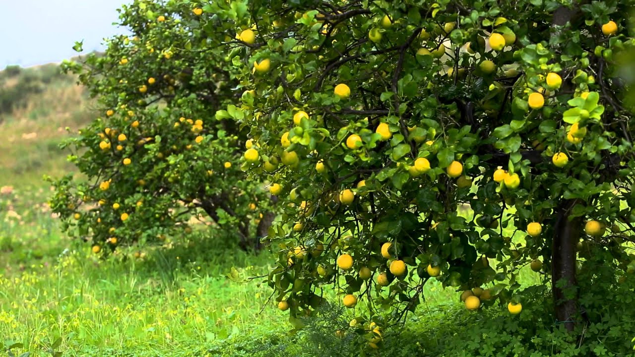 doTERRA® Lemon Oil Uses and Benefits