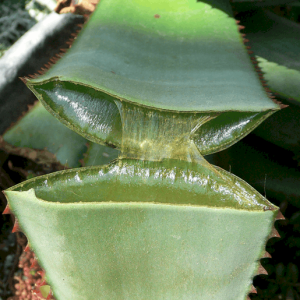 Aloe vera