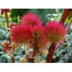 wonder tree wonderboom